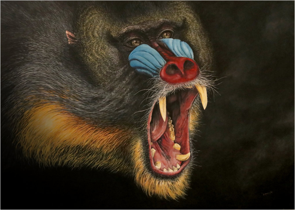 Mandrill , foleys of memories