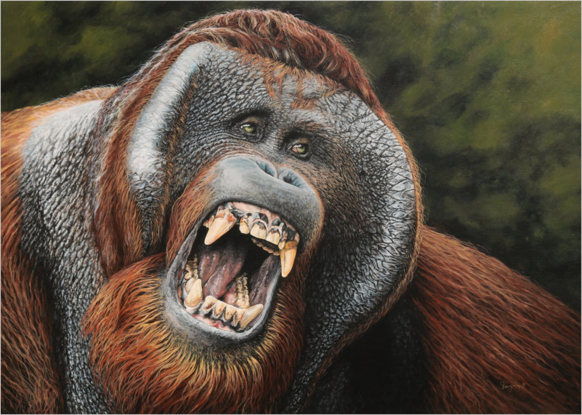 Orang Utan - the mountain